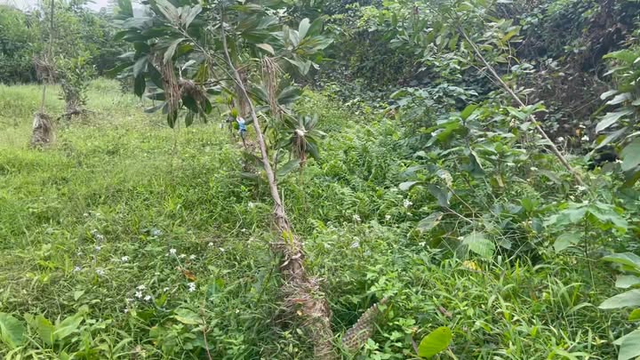 Đất vườn Đồng Kỳ, Yên Thế, Bắc Giang 2000m² giá 1 tỷ - View suối thoáng mát!