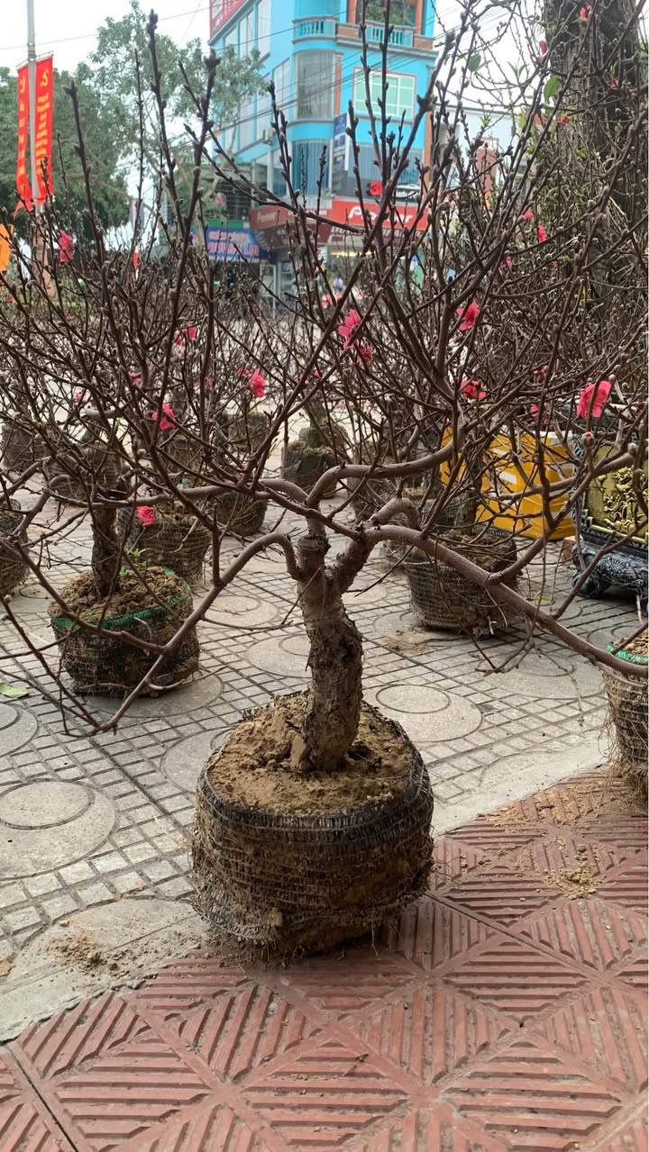 Đất nền khu 5 TĐ Hy Cương 245m² giá 2.45 tỷ - Đầu tư sinh lời ngay!