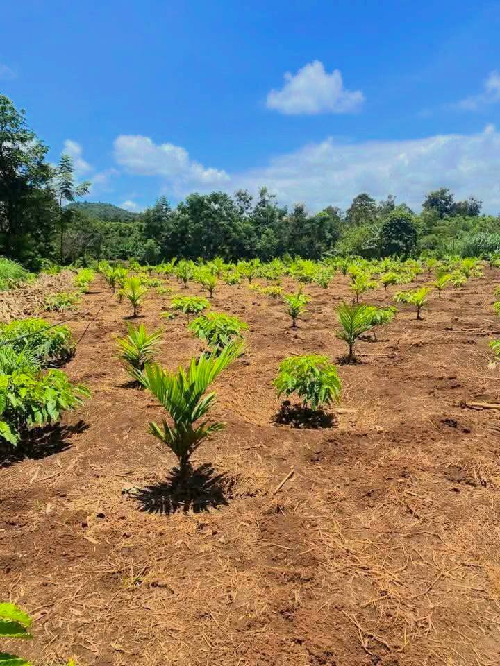 Đất Rẫy Ea Tiêu - Cư Kuin - Đắk Lắk 1332m² giá 1.683 tỷ - Không thể bỏ lỡ!