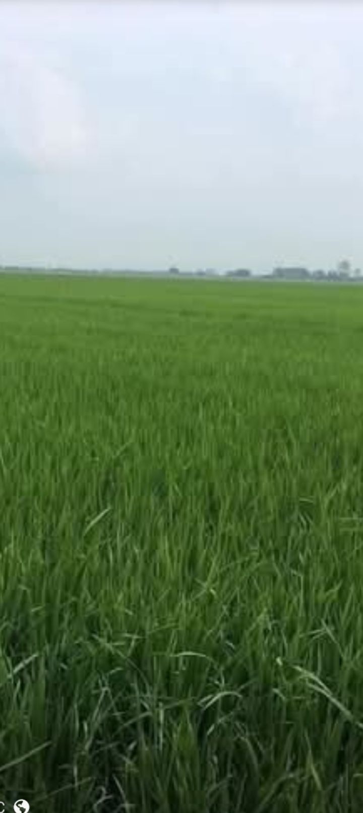 Đất ruộng 750.000m² tại Hòa Điền, Kiên Lương chỉ 75 tỷ - Đầu tư sinh lời ngay!