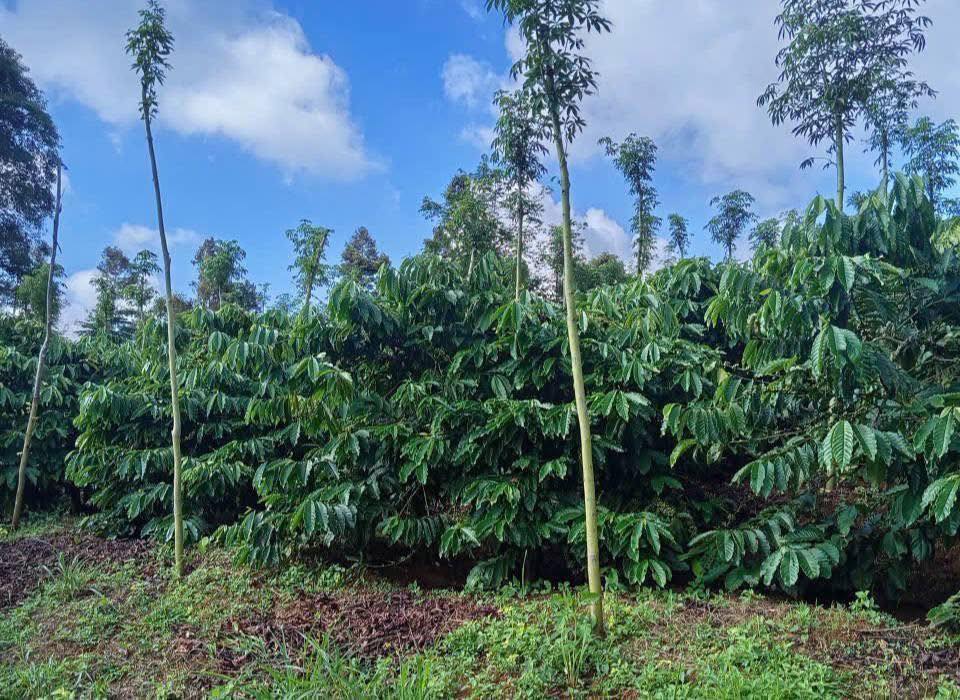 Farm 5.000m² tại Đức Minh, Đăk Mil - Giá 1,5 tỷ, dễ làm, gần khu dân cư!