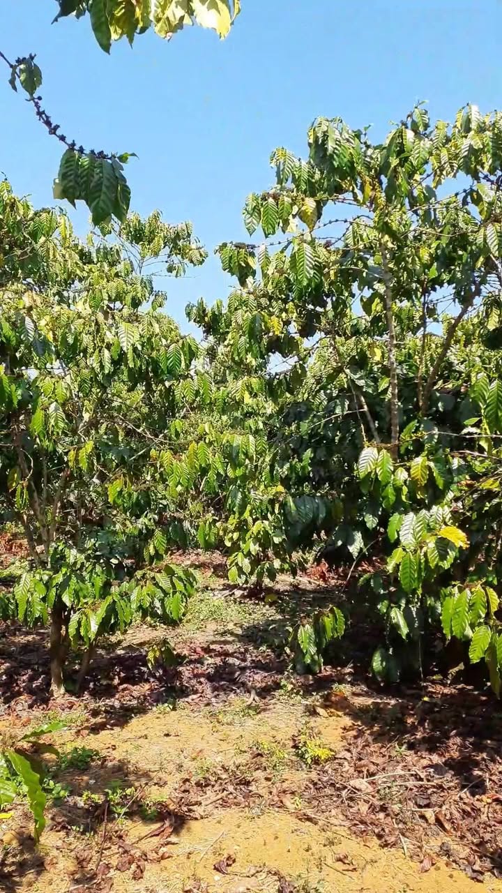 Đất nền 10130m² Huyện Đức Trọng giá 53 tỷ - Mặt tiền đường nhựa thuận lợi!