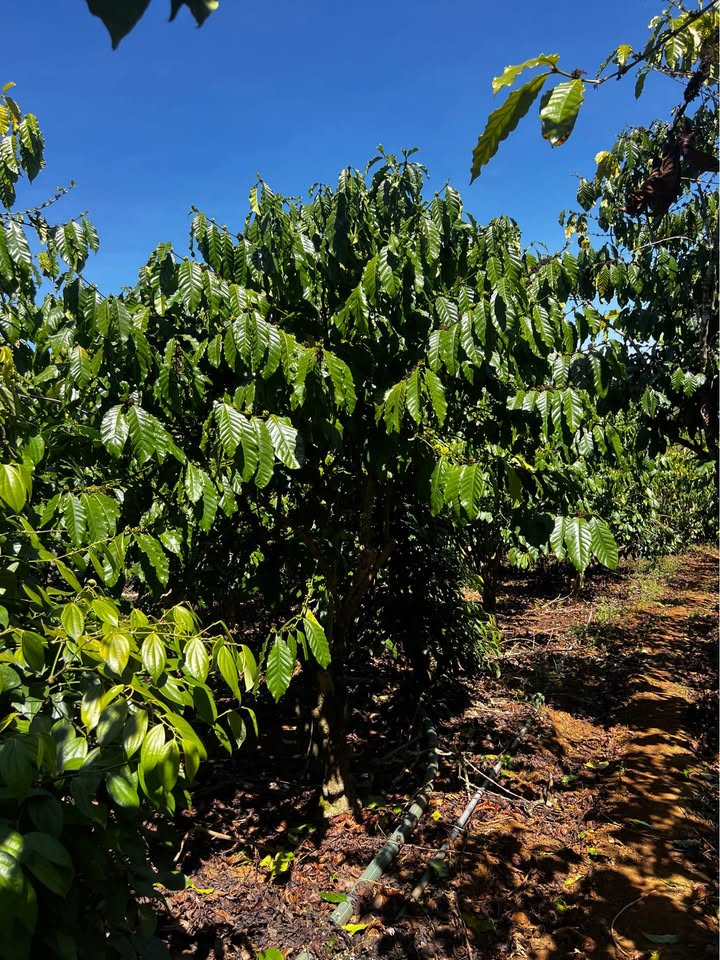 Đất nông nghiệp 14.400m² tại thôn 7 Lộc Quảng giá 6.156 tỷ - Đầy đủ tiện nghi