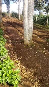 Đất nền xã Tân Hội, huyện Đức Trọng 1200m² giá 12 tỷ - Vị trí đắc địa, pháp lý rõ ràng!