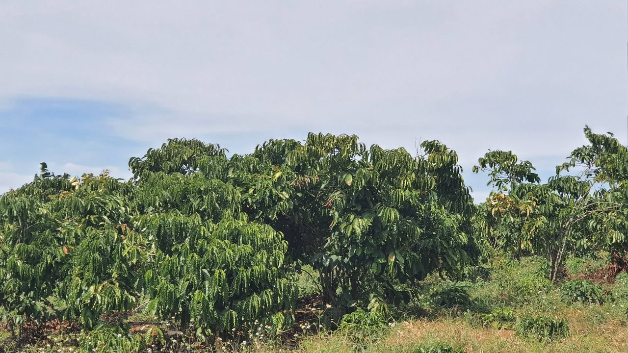 Đất Farm 1080m² Xã Hòa Ninh 1.6 tỷ - Cơ hội đầu tư hấp dẫn!