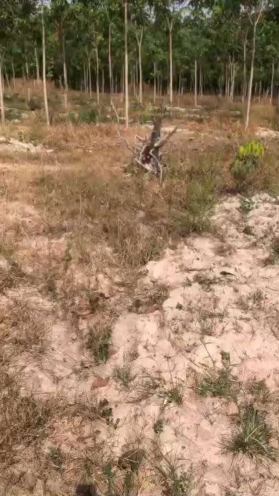 Đất Farm Phước Hòa Bình Dương 70.000m² giá 4,2 tỷ - Cơ hội đầu tư sinh lợi!