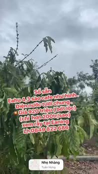 Farm đất rẫy 1548m² tại Xã Ea Ning, Đắk Lắk giá 920 triệu - Cơ hội đầu tư tuyệt vời!