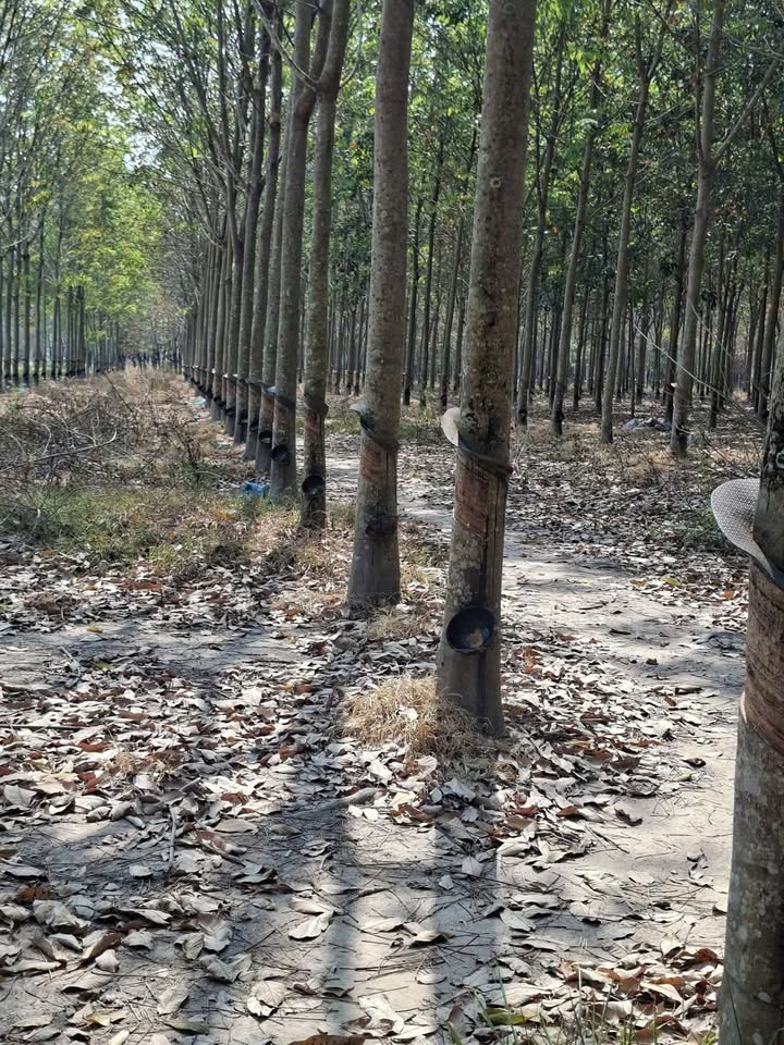 Bán đất cao su 7 mẫu tại xã Tân Hội, Tây Ninh - Giá chỉ 1.4 tỷ