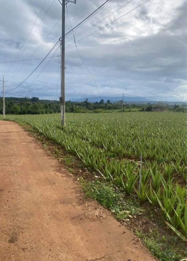 Đất phân lô tại Tân Hội, Đức Trọng 10.772m² giá 11.5 tỷ - Cơ hội đầu tư hấp dẫn!