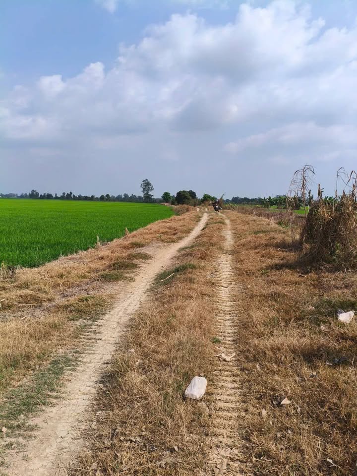 Bán 45 Công Đất Ruộng Xã Vĩnh An - Giá 6.705 tỷ - Gần Chợ Vĩnh Phú!