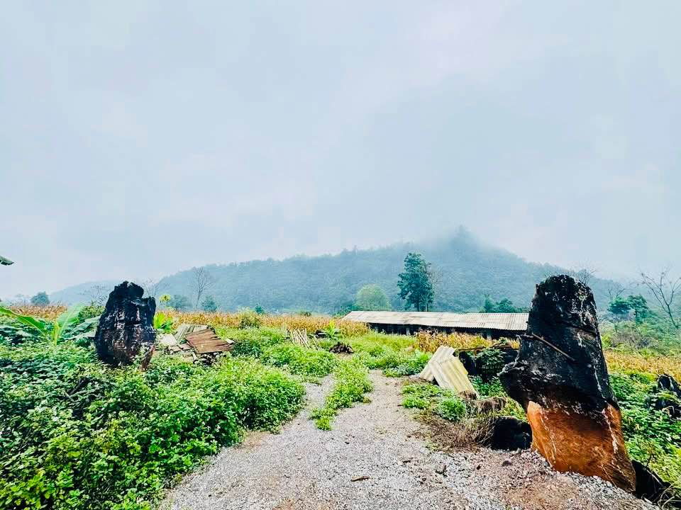 Đất nền Xã Phong Quang, Huyện Vị Xuyên 4800m² giá 790 triệu - Cơ hội đầu tư tốt!