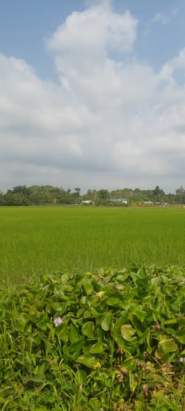 Đất mặt tiền kênh ấp Phononamboth, Mỹ Xuyên, Sóc Trăng 7440m² - Cơ hội đầu tư tuyệt vời!