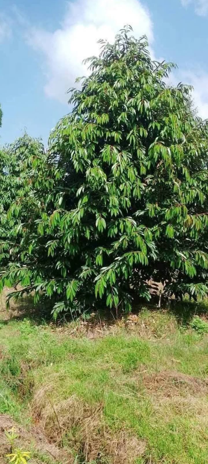 Đất Farm 11,5 công sầu riêng Mỹ Lợi B Cái Bè 6.44 tỷ - Mặt tiền 80m đường nhựa