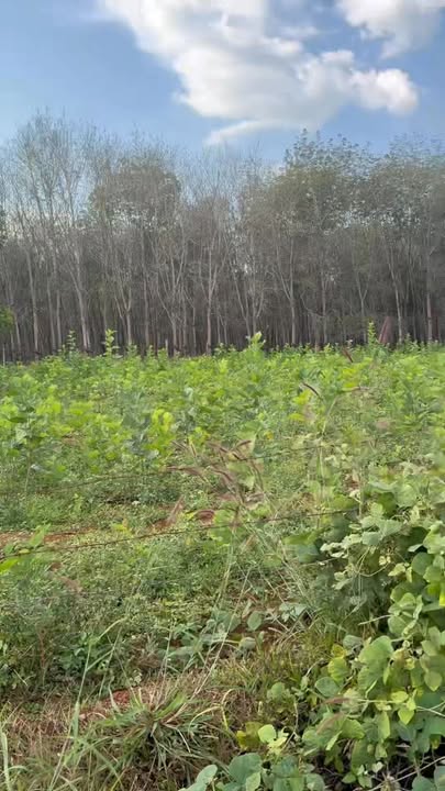 Đất nền huyện KBang 210m² giá thỏa thuận - Vị trí đắc địa, không ngập nước!