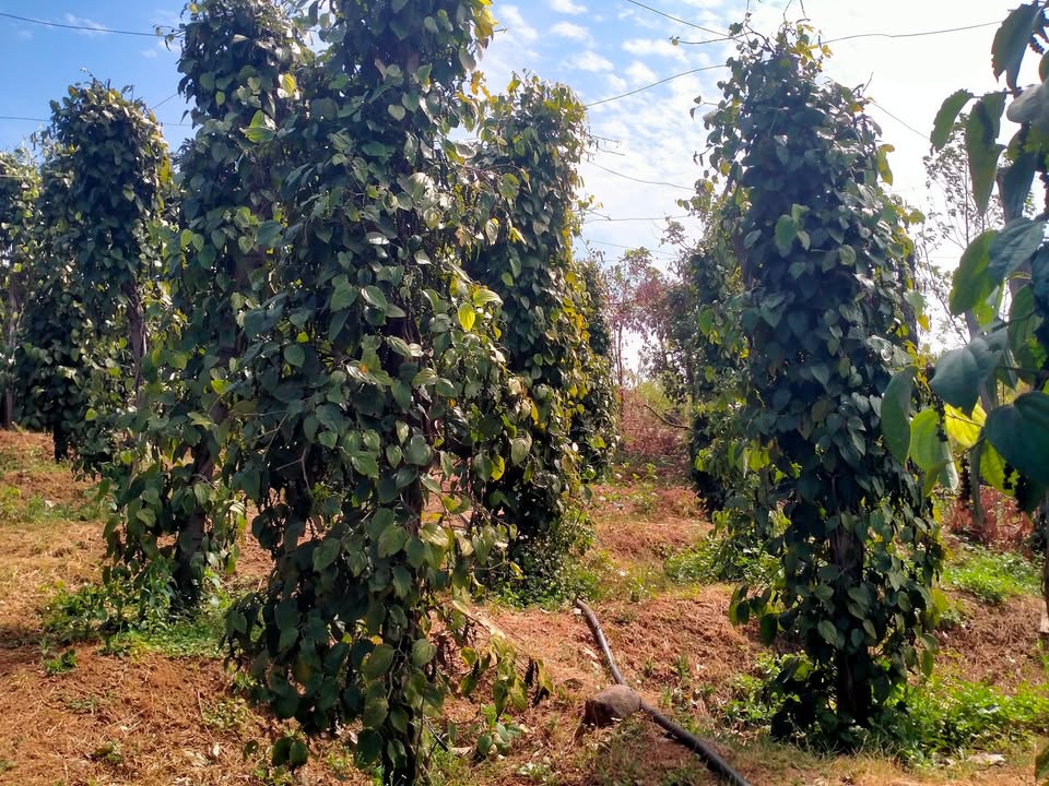 Đất nông nghiệp Xã Ia Le, Huyện Chư Pưh, 19800m² - Pháp lý rõ ràng, giá 379 triệu!