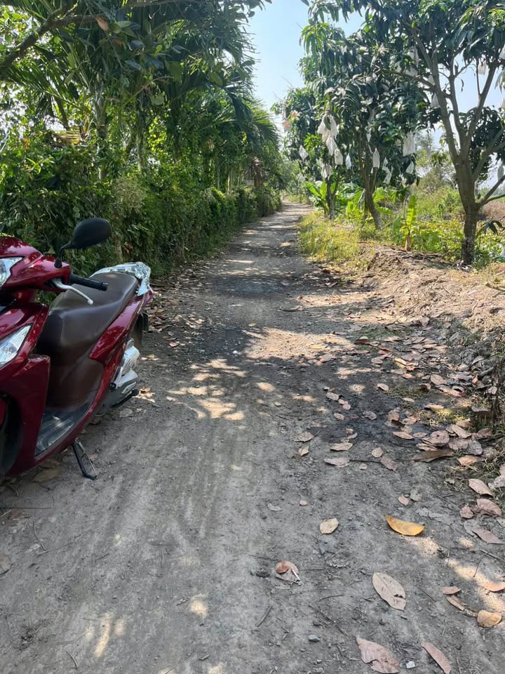 Đất ruộng 14.000m² xã Tân Hội Trung, Đồng Tháp - Giá chỉ 257.75 triệu