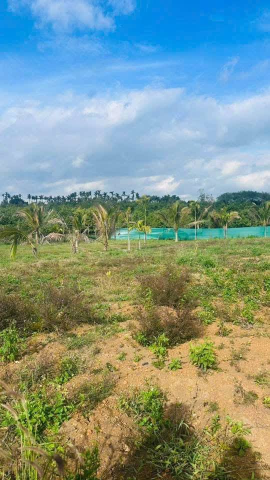 Đất trống Phường Thống Nhất 1260m² giá 750 triệu - Sẵn sàng đầu tư ngay!