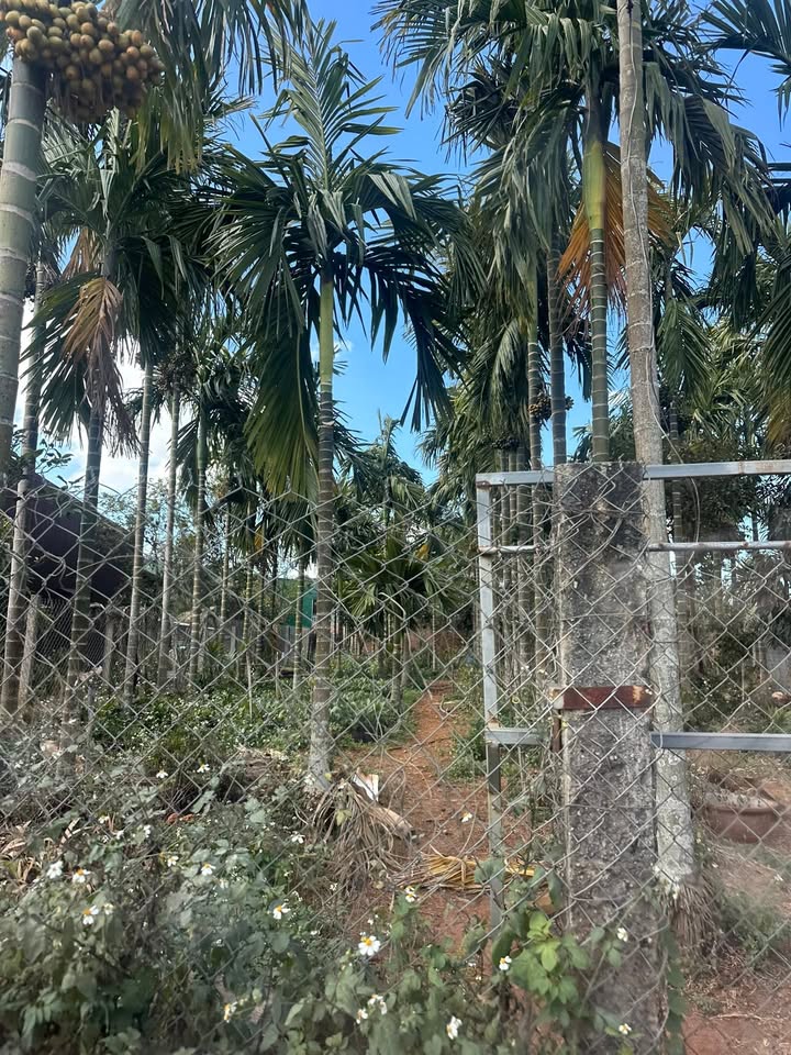 Đất nền 270m² xã Ea Phê, huyện Krông Pắc - Giá 1.15 tỷ, sổ đỏ chính chủ!