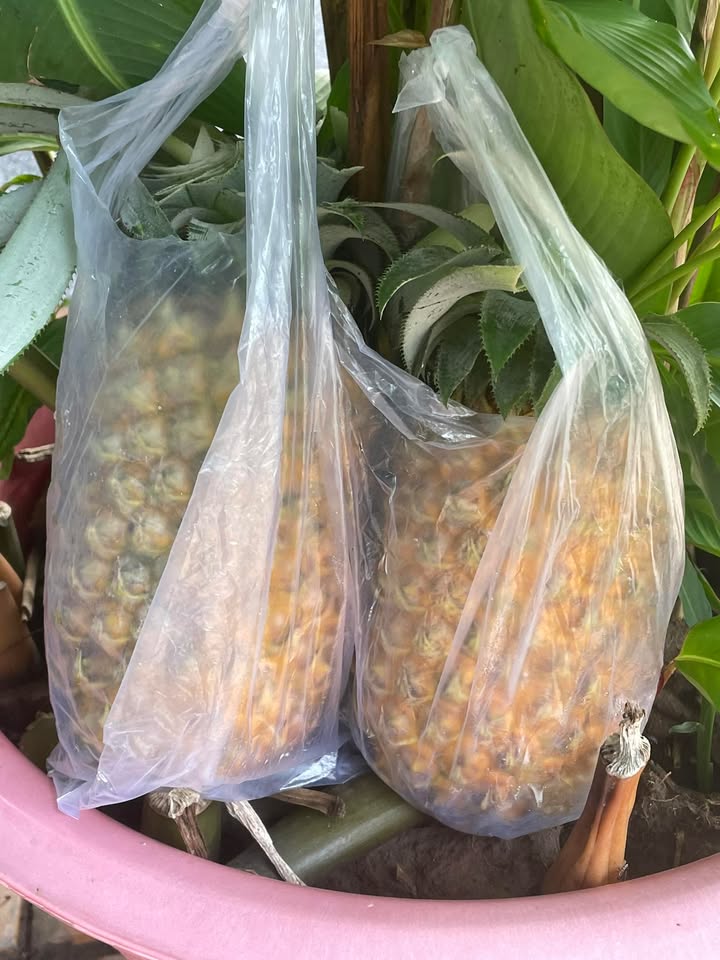 Đất nền Phường Tân An, Quận Ninh Kiều, 154m² - Cơ hội đầu tư tuyệt vời!