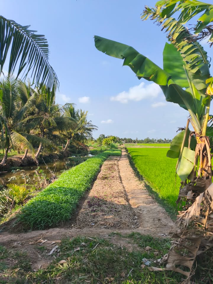 Đất nền 26.000m² tại khóm 3, phường 9, TP Trà Vinh - Cơ hội đầu tư sinh lời