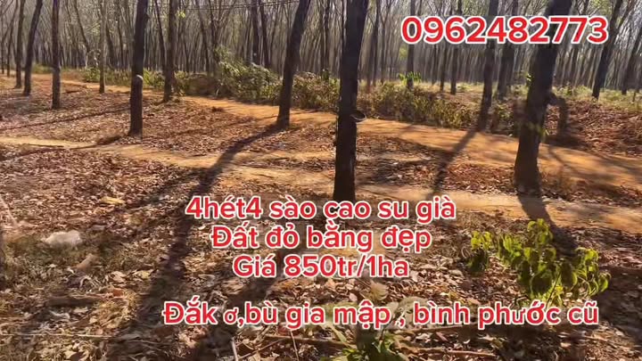 Farm 4,44ha tại Đắk Ơ, Bù Gia Mập chỉ 8,5 tỷ - Đầu tư sinh lời cao!