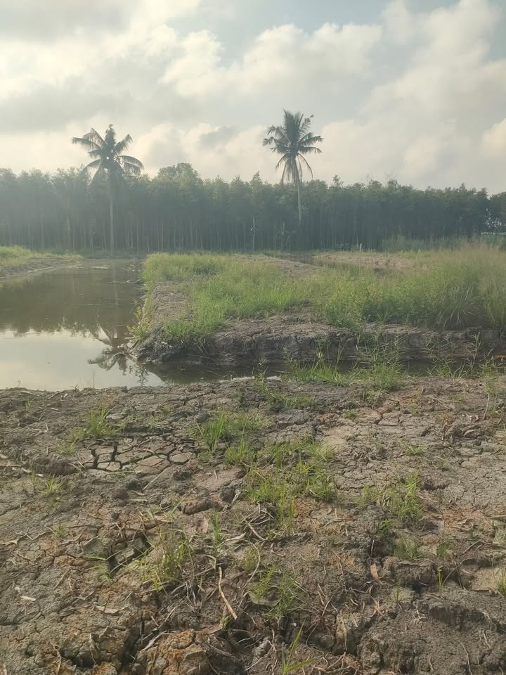 Đất vườn tại phường Vị Tân, TP Cần Thơ 2700m² giá 900 triệu - Đầu tư lý tưởng!