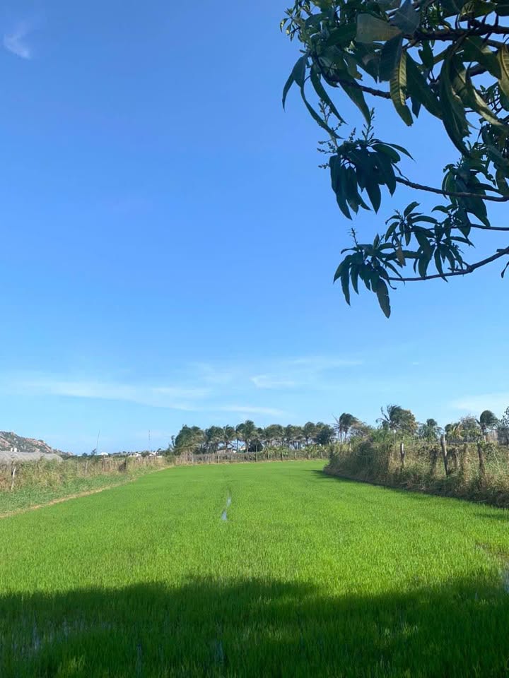 Đất nông nghiệp hơn 2400m² tại Phường Phú Trinh - Đầu tư sinh lời tuyệt vời!