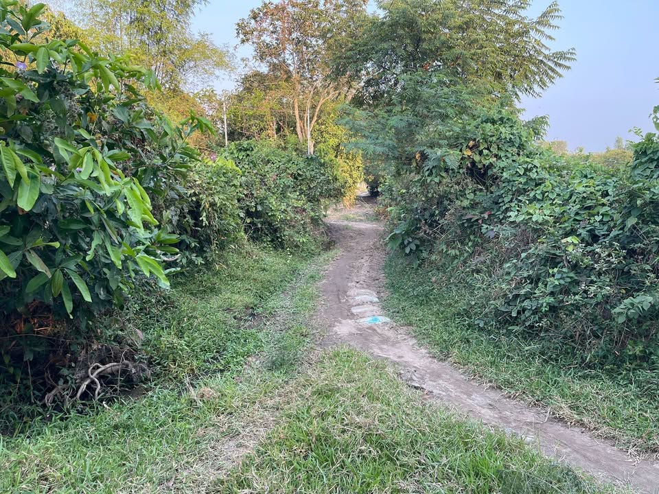 Đất vườn 1000m² tại Thới Sơn, Tịnh Biên, giá 300 triệu - Đường ô tô thuận tiện!