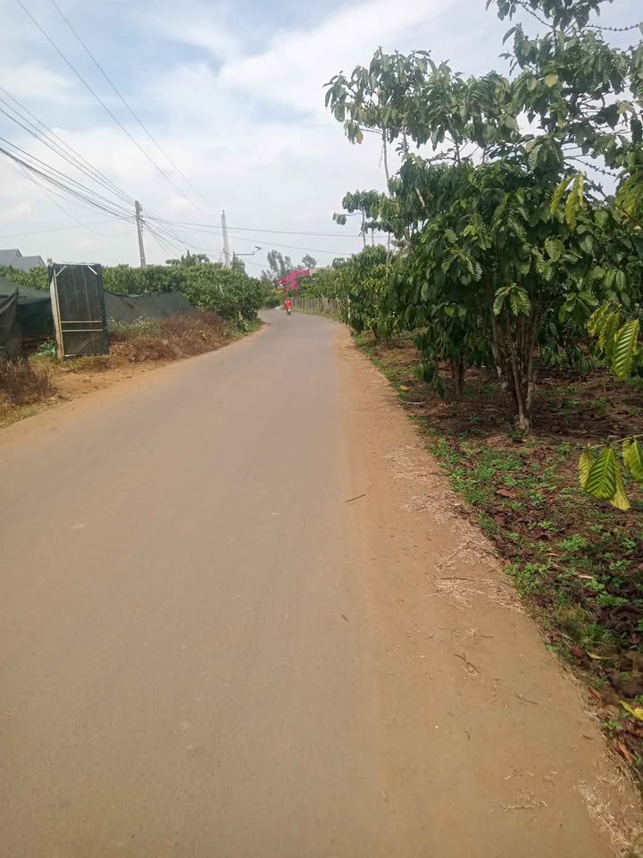 Đất nền Bảo Lâm 10.000m² giá 12 tỷ - Đường nhựa, thuận tiện đầu tư!