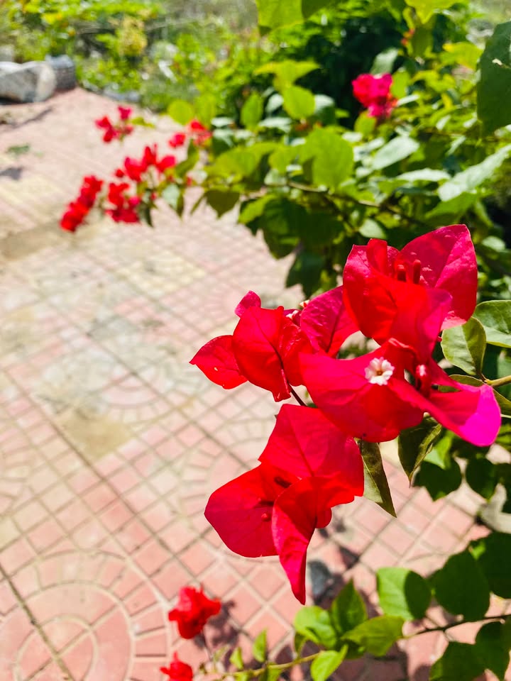 Đất thổ cư 90m² tại Thôn An Hòa, Biên Hòa - Sổ đỏ chính chủ, giá 390 triệu!