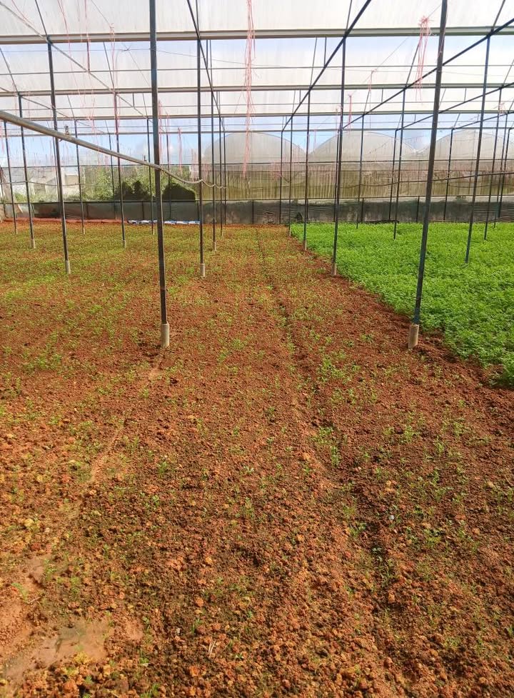 Đất nông nghiệp Đà Lạt 120m² giá 1.44 tỷ - Khu dân cư đông đúc!