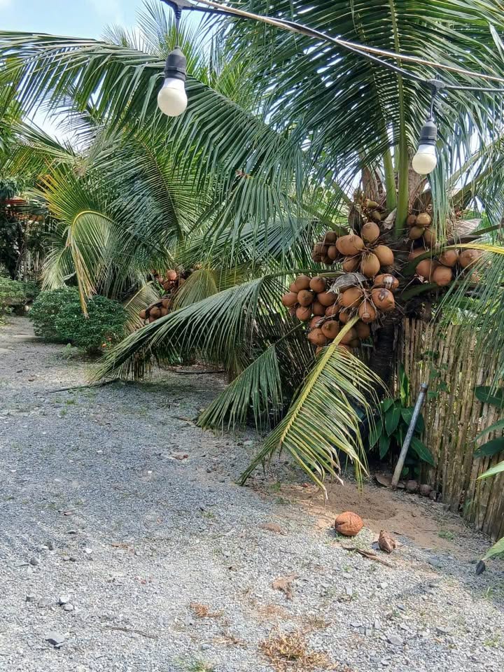 Farm tại Phú Túc, Châu Thành, Bến Tre 3100m² giá 4 tỷ - Cơ hội đầu tư tuyệt vời!