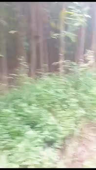 Đất nền Cư Jút 10.000m² giá 12 tỷ - Cơ hội đầu tư hấp dẫn!