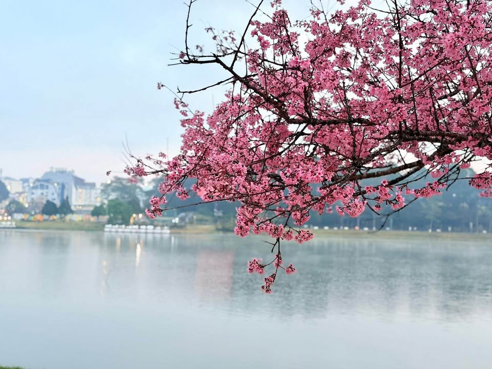 Nhà phố Đà Lạt 117m² giá 6.9 tỷ - Ba mặt tiền thông thoáng!