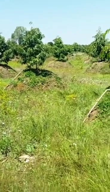 Farm sầu riêng 11.5 công Mỹ Lợi B, Cái Bè giá 5.6 tỷ - Đầu tư sinh lời cao!