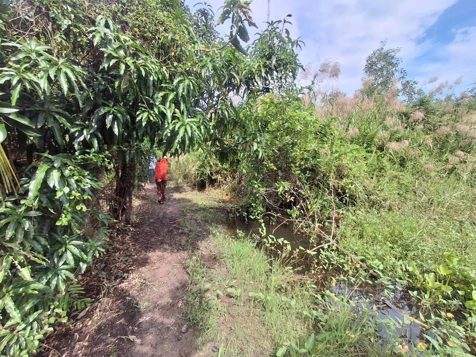 Đất vườn 2 mặt tiền tại khóm Lung Dừa, Cà Mau 4281m² giá 2 tỷ - Đầu tư lý tưởng!