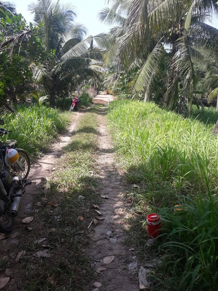 Đất vườn dừa 10000m² xã Song Phú giá chỉ 195 triệu - Đầu tư sinh lời lý tưởng!