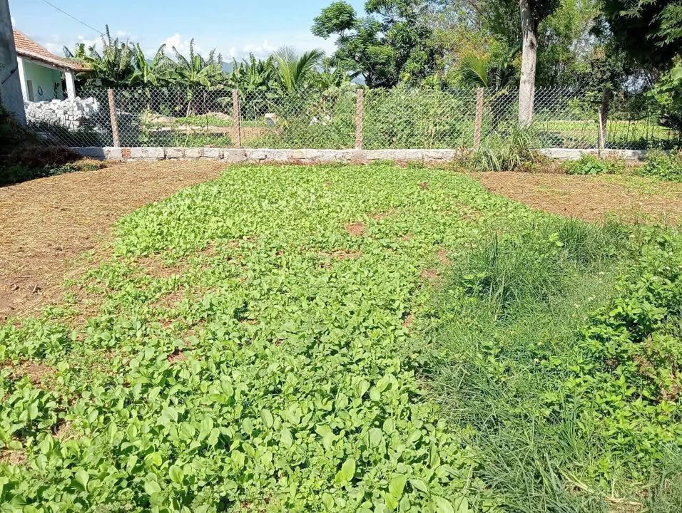 Đất 550m² Kp Phú Hiệp 1, Phường Hoà Hiệp Trung giá 550 triệu - View đồng lúa thoáng mát!