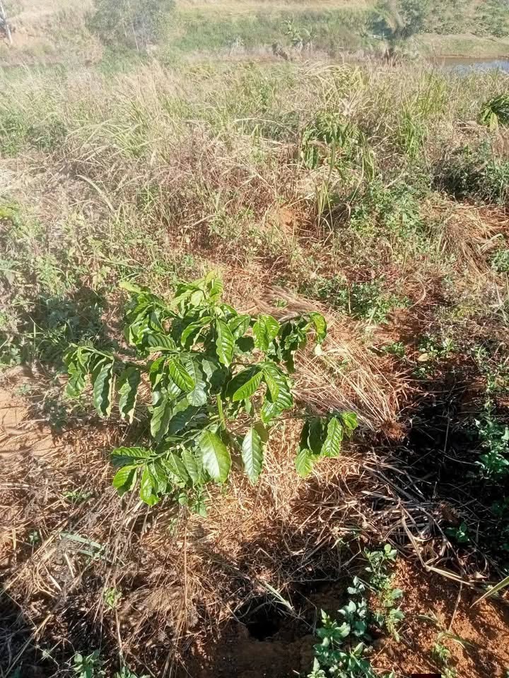 Đất nền thổ cư Thôn 7 Đăk Ha 1260m² giá 700 triệu - Vị trí đắc địa gần QL28