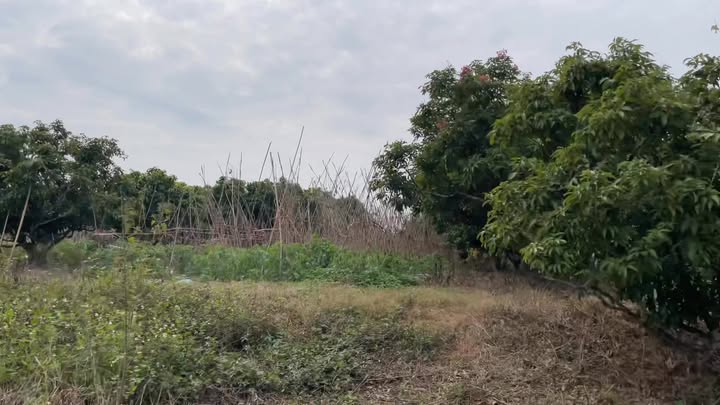 Đất nền Tân Hoa 900m² giá 500 triệu - Cơ hội đầu tư tuyệt vời!