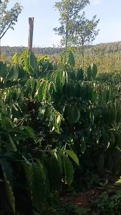 Đất thổ cư thôn 11, xã Nam Ninh, huyện Đạ Huoai 10.000m² giá 1.5 tỷ - Cơ hội đầu tư tiềm năng!