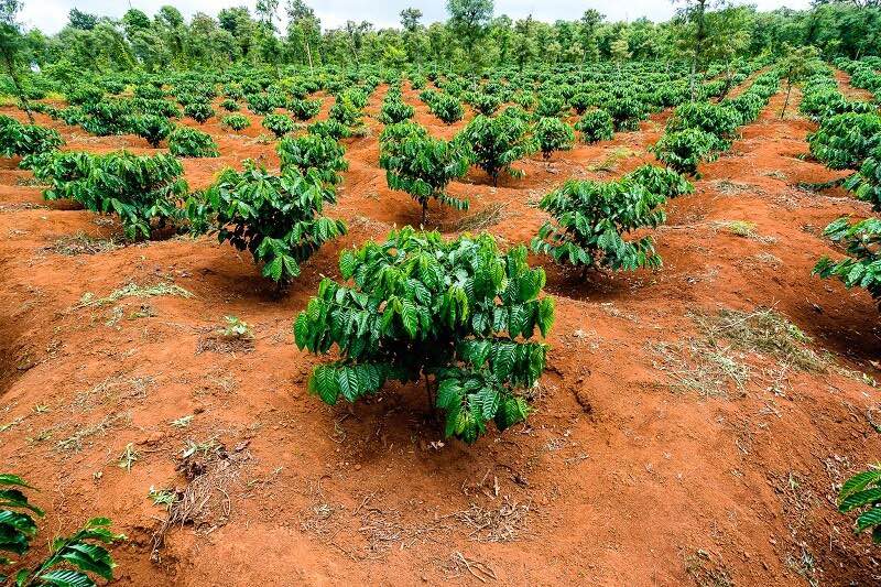 Đất nền mặt tiền đường Hồ Thị Hương, 1000m² giá chỉ 2 tỷ - Sổ đỏ chính chủ!