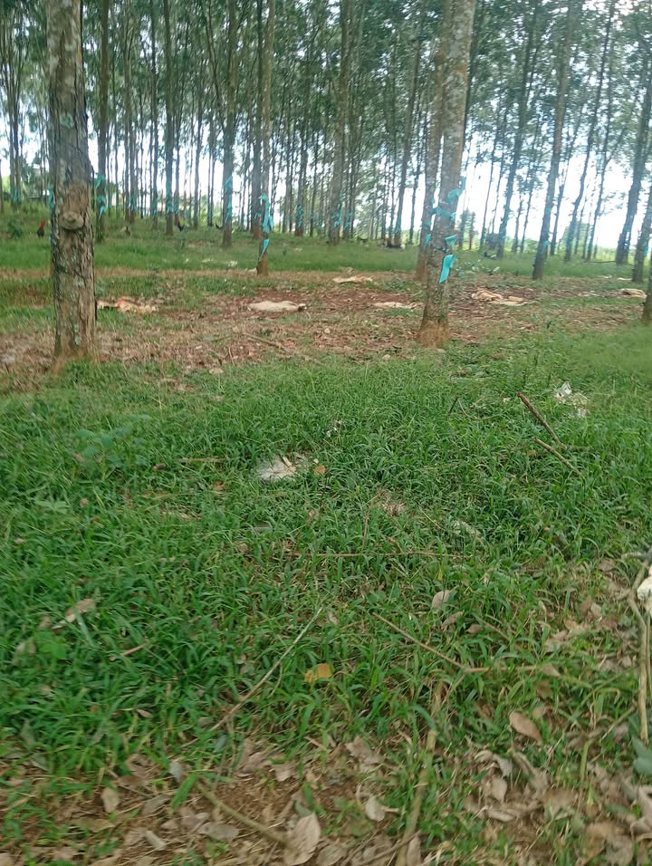 Farm 22ha tại Sơn Điền, Di Linh, Lâm Đồng giá chỉ 4,7 tỷ - Đầu tư sinh lời ngay!