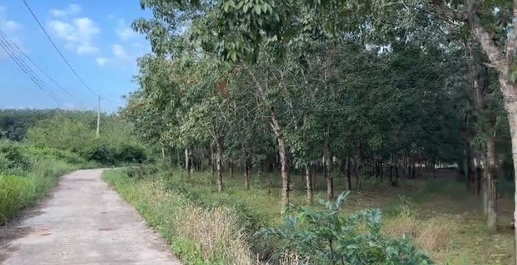 Đất Farm 7.000m² tại Tân Lợi, Đồng Phú chỉ 16 tỷ - Đầu tư sinh lời cao!