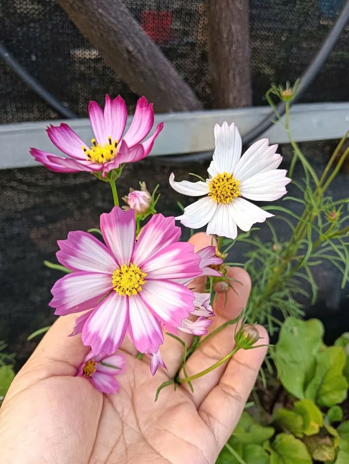 Nhà mặt tiền đường DH 409, Phường Vĩnh Tân, 922m² giá 6.5 tỷ - Đường thông tứ hướng