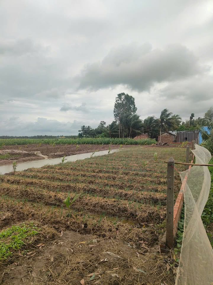 Đất Farm 4300m² tại Ấp Tài Công, Cần Thơ - Giá chỉ 1.505 tỷ, Đầu tư tiềm năng!