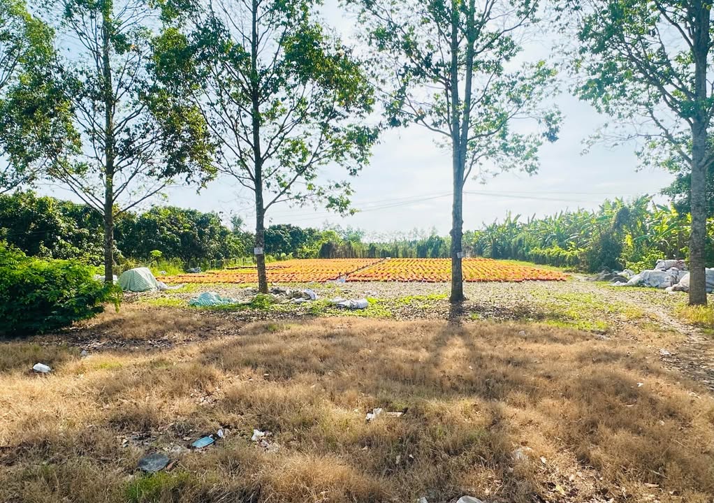 Đất nền Quốc lộ 61C, Quận Ninh Kiều, 403m² giá 2 tỷ - Cơ hội đầu tư tuyệt vời!