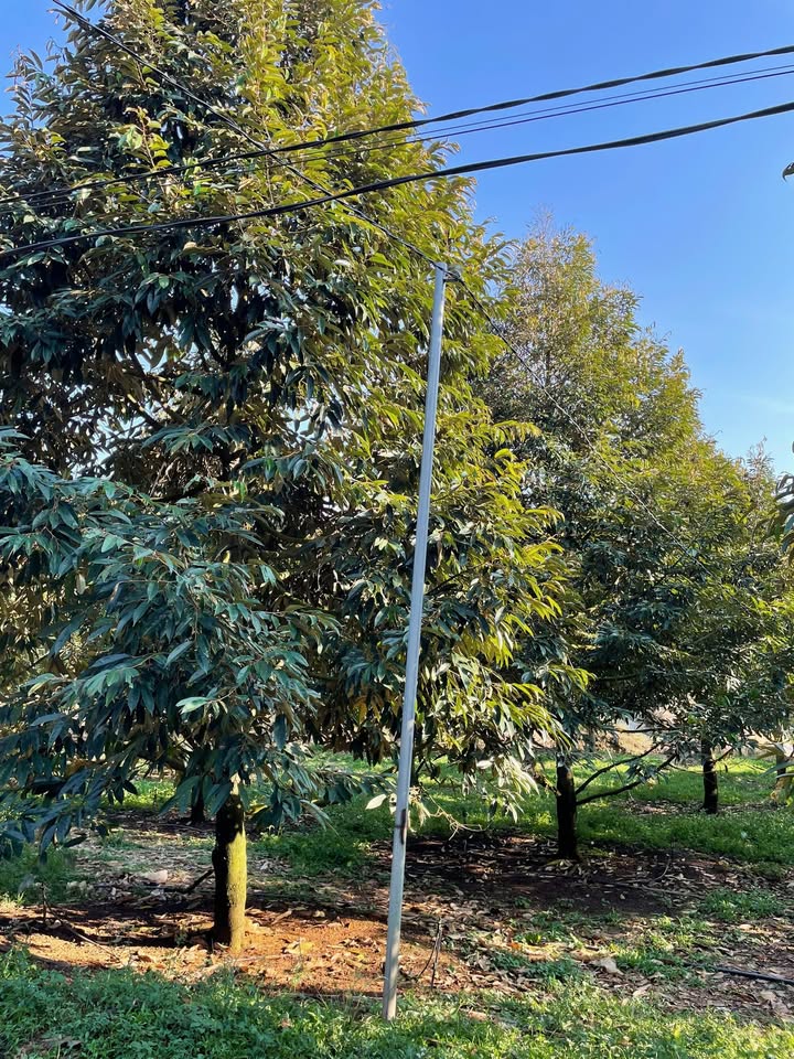 Bán rẫy sầu riêng tại xã Phước Sơn, huyện Bù Đăng, Bình Phước - Diện tích 1.75ha, thu nhập ngay mùa này!