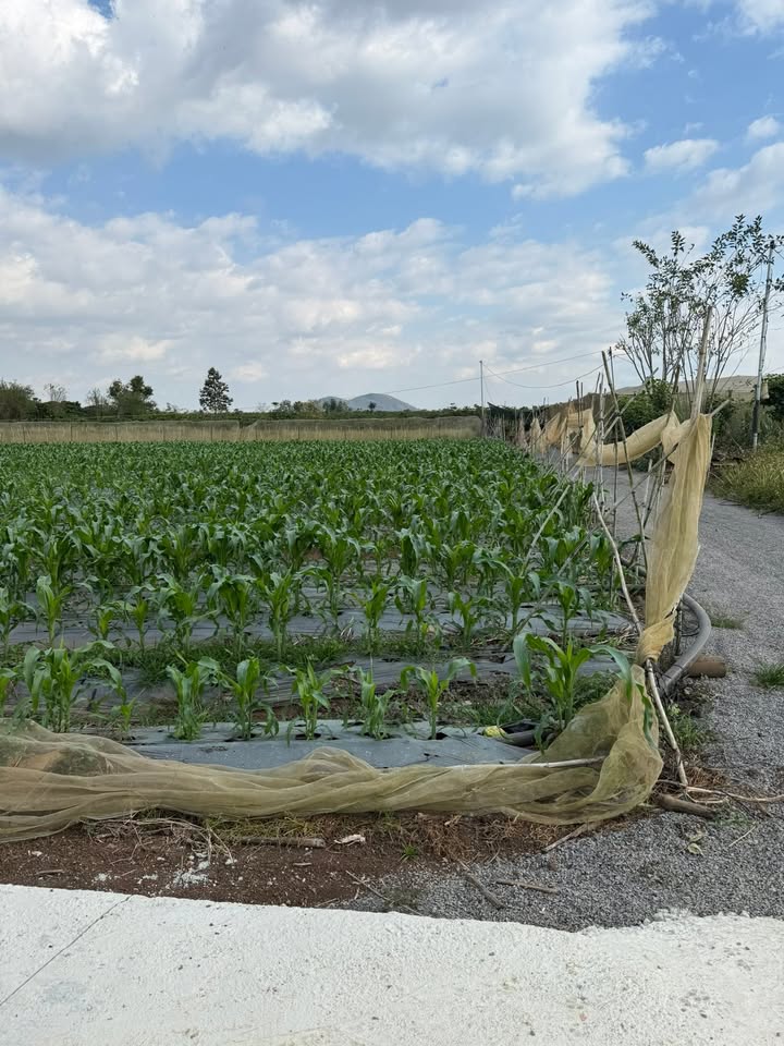 Đất thổ cư 378m² tại Tân Hội, Đức Trọng - Giá chỉ 930 triệu - Sổ đỏ chính chủ