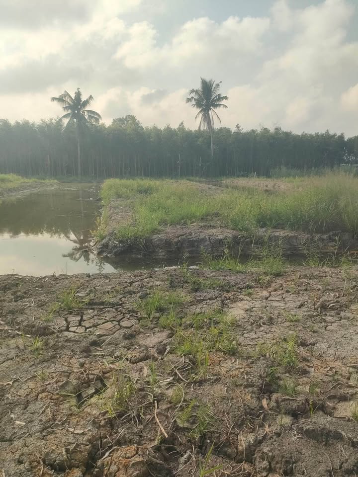 Đất vườn Phường Vị Tân, TP Cần Thơ 2700m² giá 900 triệu - Cơ hội đầu tư tuyệt vời!